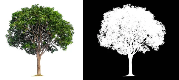 ต้นมะม่วงโดดเดี่ยวบนพื้นหลังสีขาวที่มีเส้นทางตัด — ภาพถ่ายสต็อก