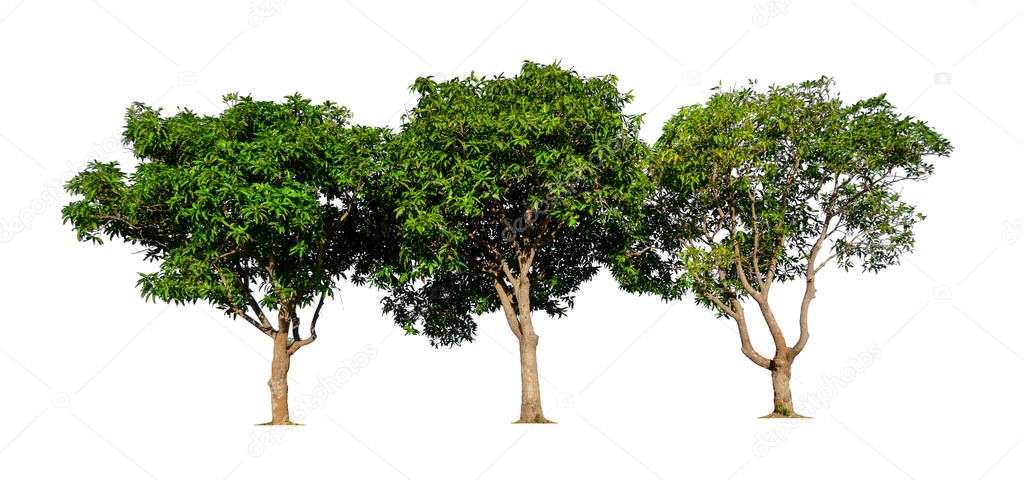 isolated mango tree on white background with clipping path