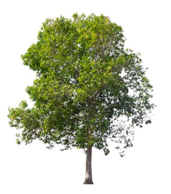 Beyaz arkaplanda izole edilmiş ağaç 