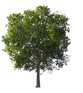 Beyaz arkaplanda izole edilmiş ağaç 