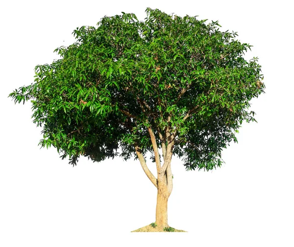 Isolated mango tree on white background with clipping path — Stock Photo, Image