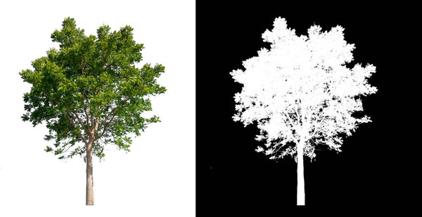 isolated tree on white background with clipping path 
