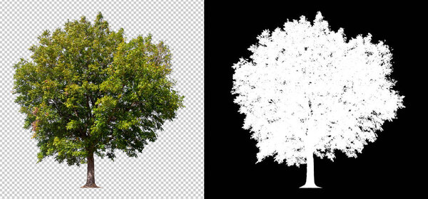 tree on transparent picture background with clipping path