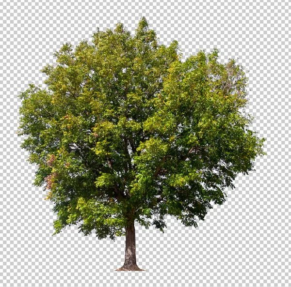 Isolierter Baum auf transperrentem Bildhintergrund — Stockfoto