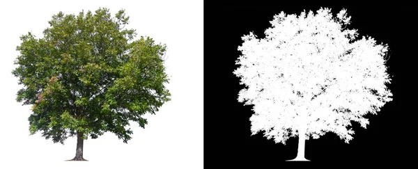 Изолированное дерево на белом фоне с траекторией обрезки — стоковое фото