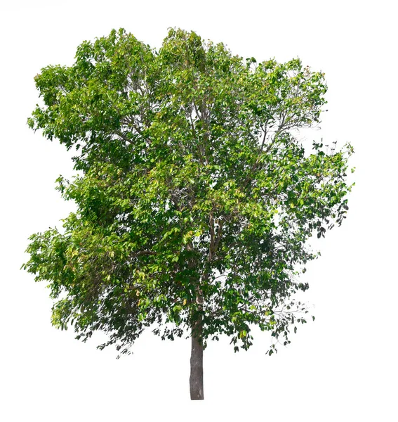 Izolovaný strom na bílém pozadí — Stock fotografie