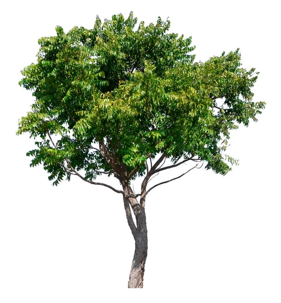 Isolierter Baum auf weißem Hintergrund — Stockfoto