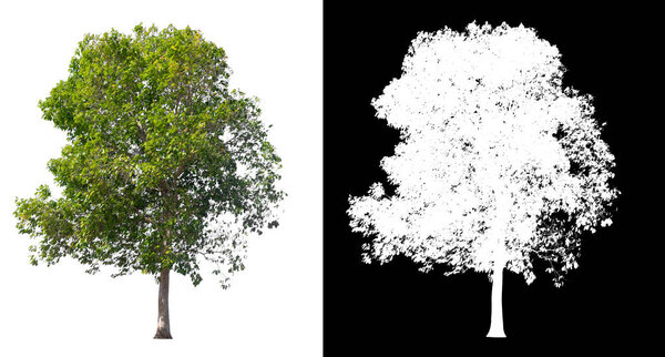 isolated tree on white background with clipping path