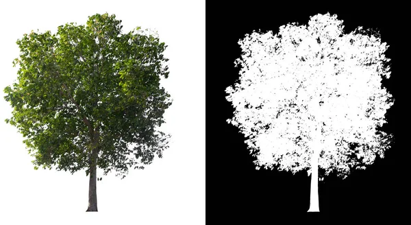 具有剪切路径的白色背景隔离树 — 图库照片