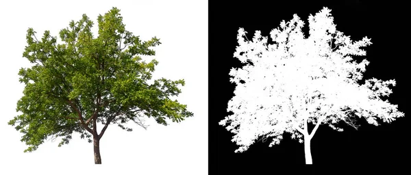 Απομονωμένο δέντρο σε λευκό φόντο με μονοπάτι αποκοπής — Φωτογραφία Αρχείου