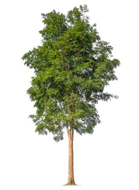 Beyaz arkaplanda izole edilmiş ağaç 