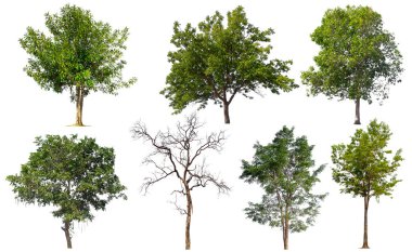 beyaz üzerinde izole edilmiş koleksiyon ağacı