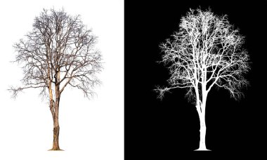 Resmin arka planında izole edilmiş ölüm ağacı 