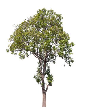 Beyaz arkaplanda izole edilmiş ağaç