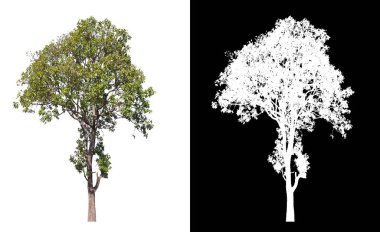 kırpma yolu ile beyaz arkaplan üzerinde izole ağaç 