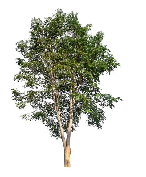 Árbol aislado sobre fondo blanco —  Fotos de Stock