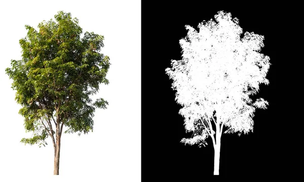 Árbol aislado sobre fondo blanco con ruta de recorte —  Fotos de Stock