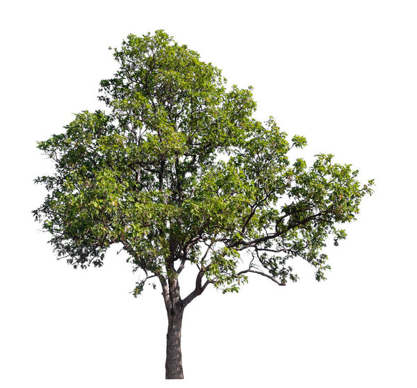 isolated tree on white background