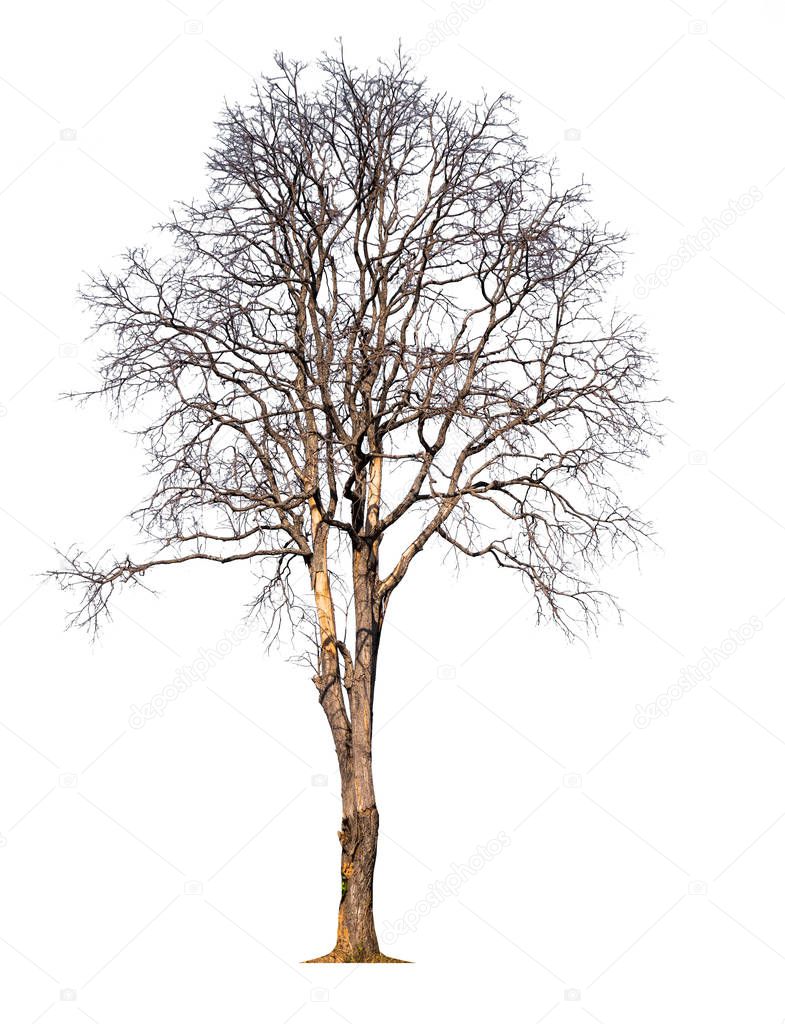 death tree on white background 