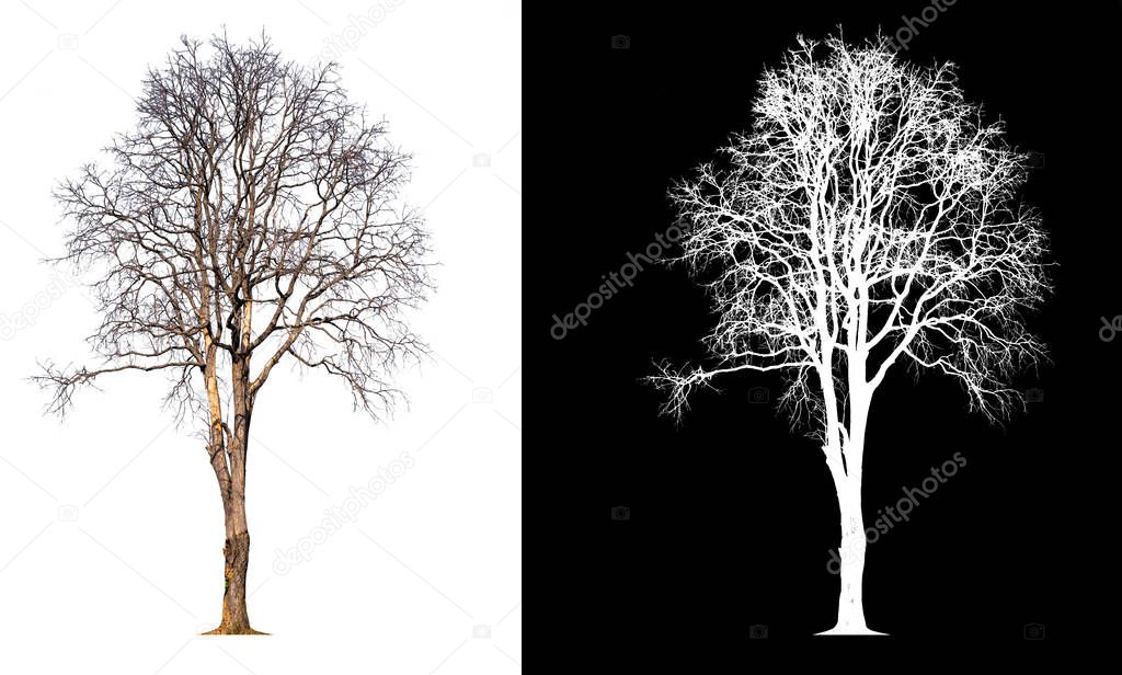 isolated death tree on transparent picture background 