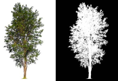 kırpma yolu ile beyaz arkaplan üzerinde izole ağaç 