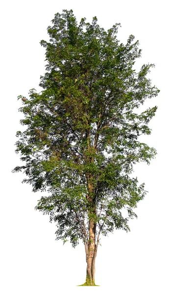 Isolierter Baum auf weißem Hintergrund — Stockfoto