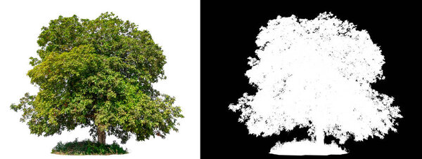 isolated tree on white background with clipping path