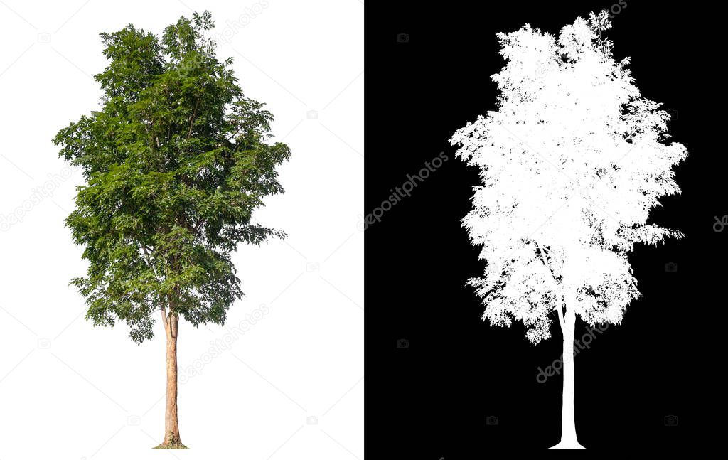 isolated tree on white background with clipping path 