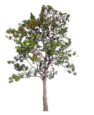Beyaz arkaplanda izole edilmiş ağaç 