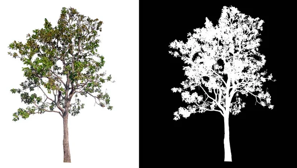 Árbol aislado sobre fondo blanco con ruta de recorte — Foto de Stock