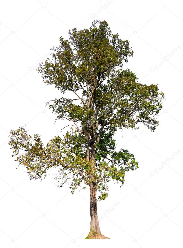 Tridsanu