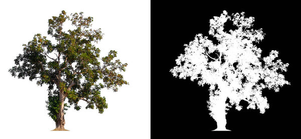 isolated tree on white background with clipping path 