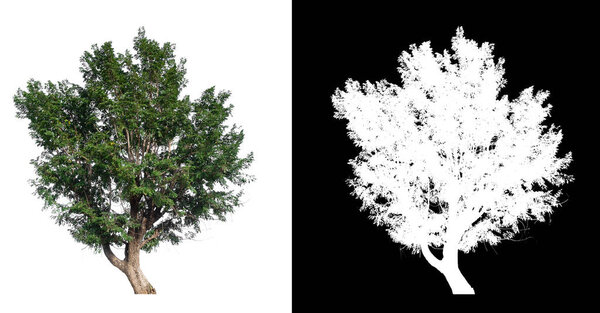 isolated tree on white background with clipping path