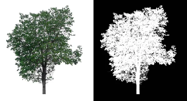 具有剪切路径的白色背景隔离树 — 图库照片
