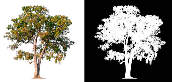 isolated tree on white background with clipping path