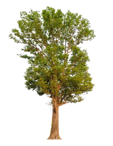 Isolierter Baum auf weißem Hintergrund — Stockfoto