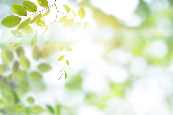 Вибірковий фон зеленого листя — стокове фото