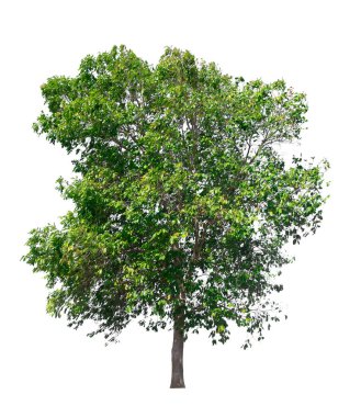 Beyaz arkaplanda izole edilmiş ağaç 