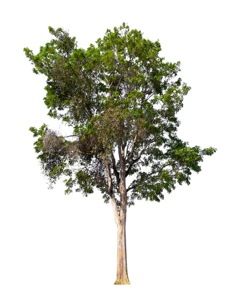 Isolerat träd på vit bakgrund — Stockfoto