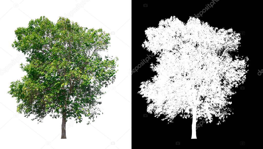 isolated tree on white background with clipping path