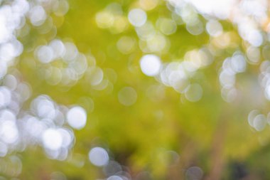 Ağaçların bokeh arkaplanı