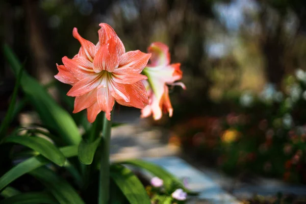 Hippeastrum Flower Dark Background — 스톡 사진
