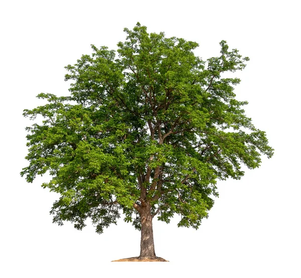 Isolierter Baum auf weißem Hintergrund — Stockfoto