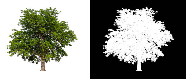 isolated tree on white background with clipping path