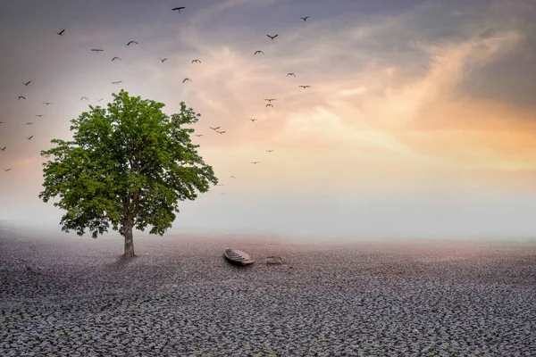 Selektiver Fokus Trockenland und großer Baum stehen allein auf trockenem Land — Stockfoto