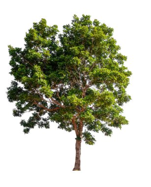 Beyaz arkaplanda izole edilmiş ağaç 