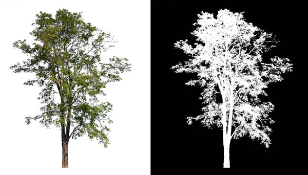Árvore isolada no fundo branco com caminho de recorte — Fotografia de Stock