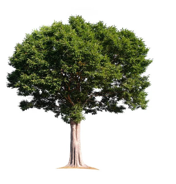 Isolierter Baum Auf Weißem Hintergrund Mit Schnittpfad — Stockfoto