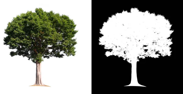 Albero Isolato Sfondo Bianco Con Percorso Ritaglio Canale Alfa — Foto Stock