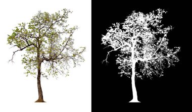 kırpma yolu ve alfa kanalı olan beyaz arkaplanda izole edilmiş ağaç 